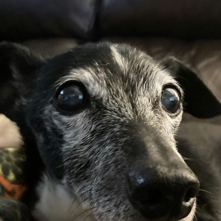 Un chien adopté qui se repose sur une couverture